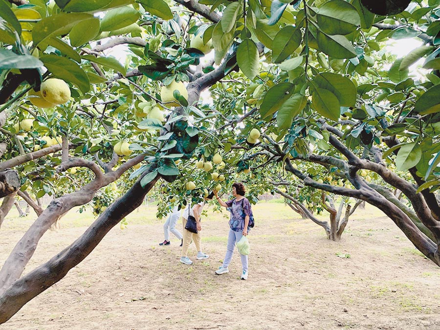 西湖水通伯柚子農莊以預約制開放採果體驗，吸引各地遊客造訪，採下柚子帶回家細細品嘗。