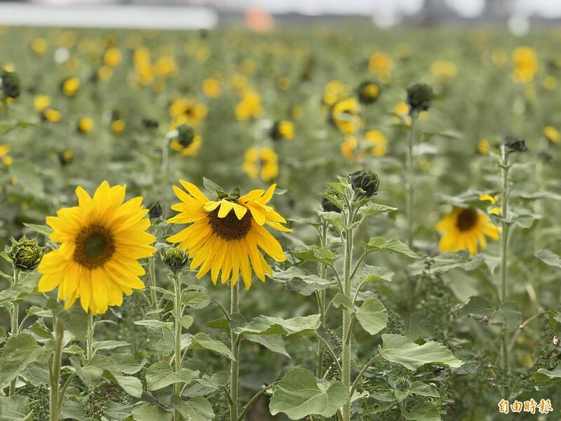 賞百年驛站、10餘甲花海，苗栗造橋談文花海還能「摘花」