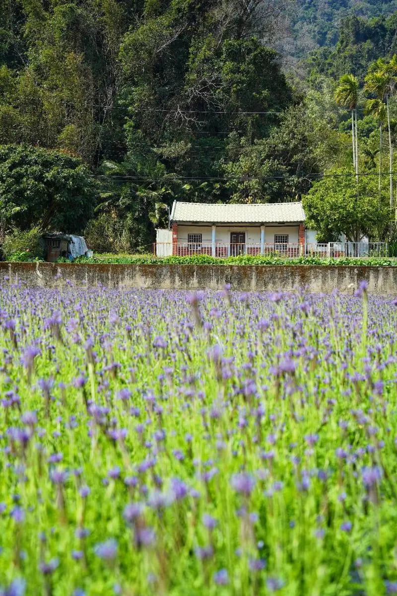遊客務必在田外賞花拍照，千萬不要踩踏花朵或走進田埂