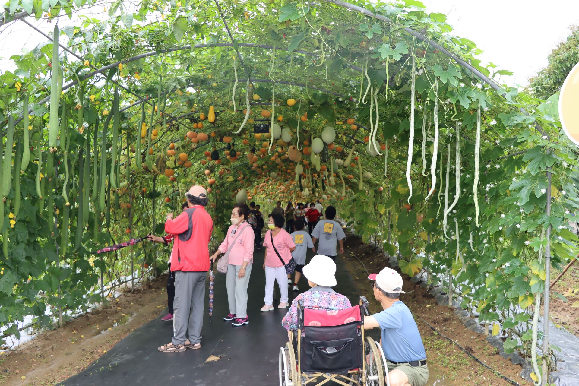 遊客參觀南瓜隧道