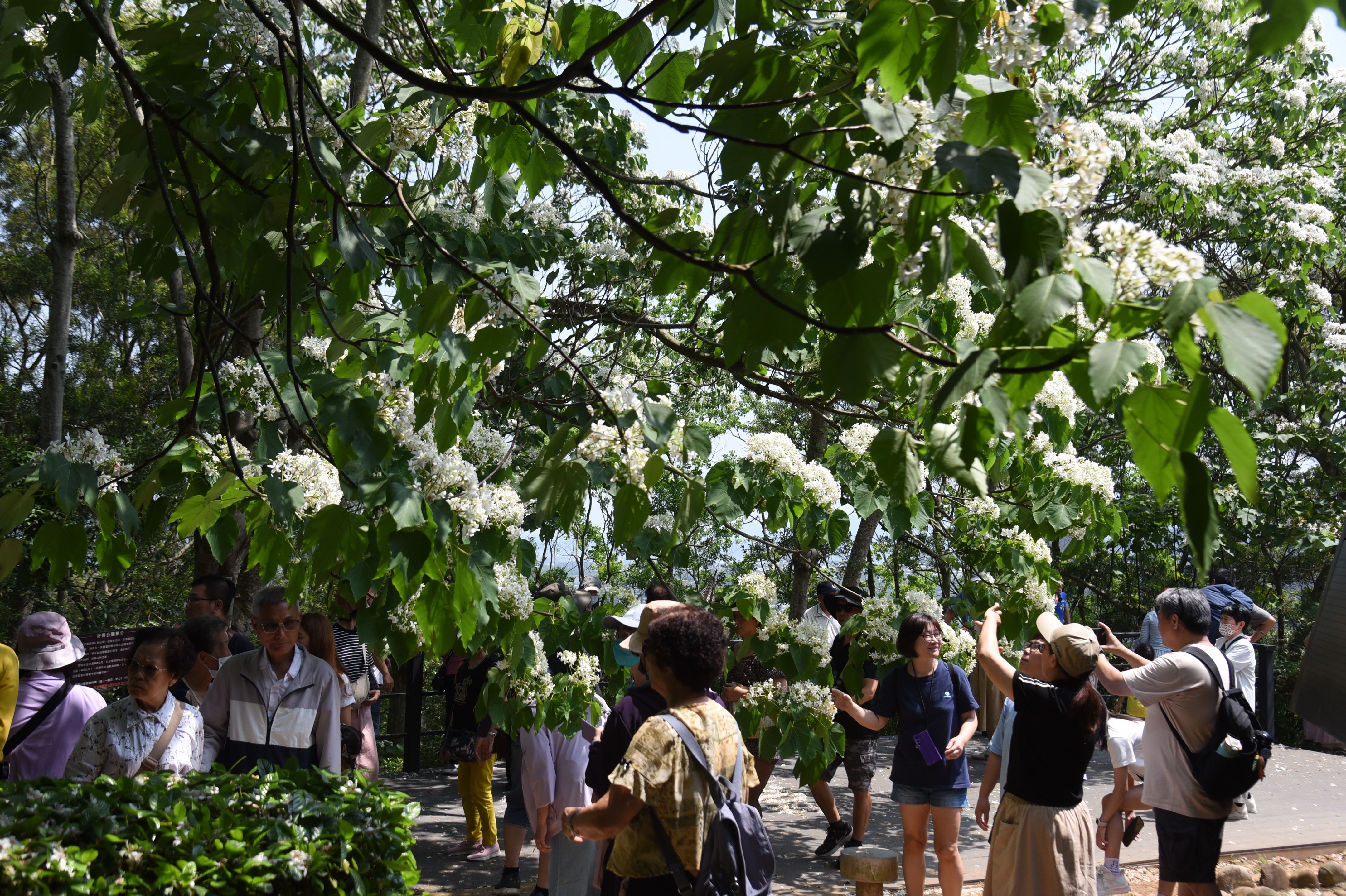 遊客在雪桐步道獵取鏡頭