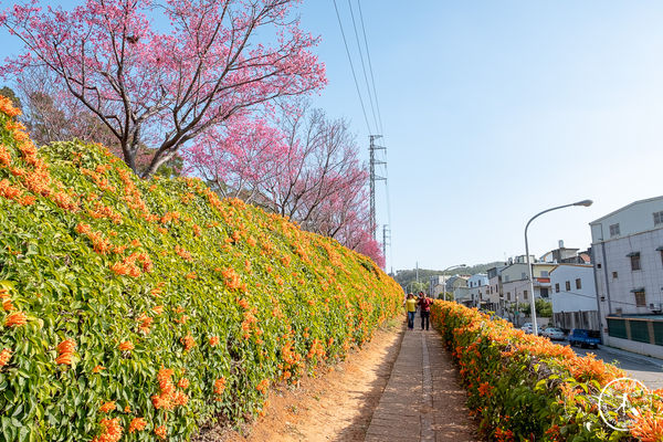 長達1公里的步道，能同時欣賞炮仗花與山櫻花。