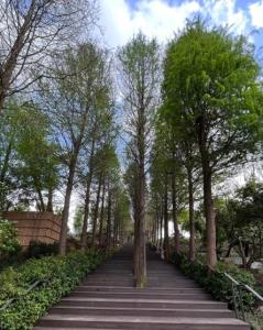 POUYUENJI HILLS(茶生活園區) thumbnail 5